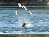 Seal at Deception Pass