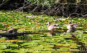 Turtles and ducks at the Washington Park Arboretum