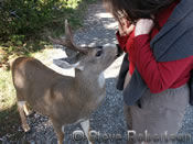 Deer at Moran State Park