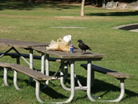 Crow at Greenlake Park