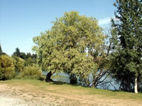 Tree at Greenlake Park