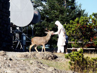 deer soliciting treats